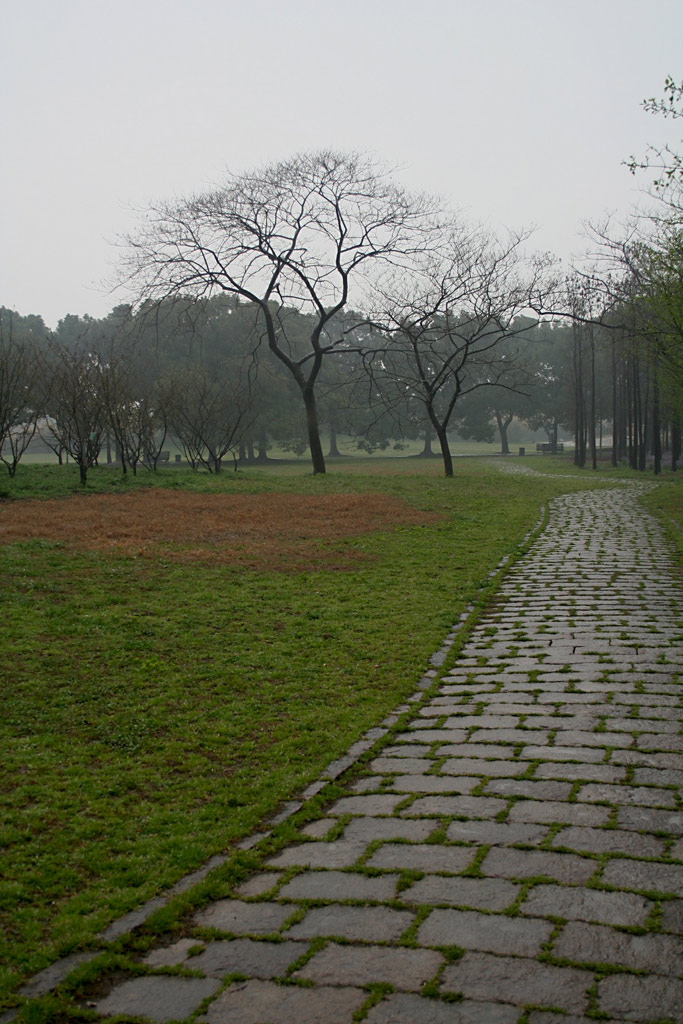 昨夜春雨入梦来 摄影 思灵山人