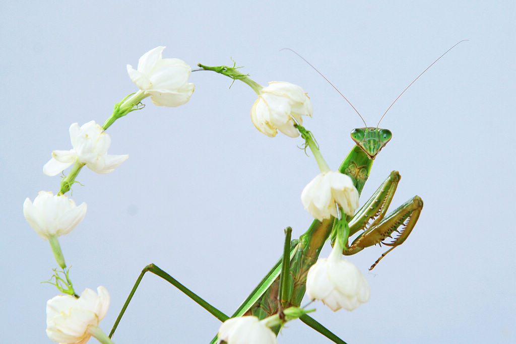 鲜花后面的杀手 摄影 句吴潜人