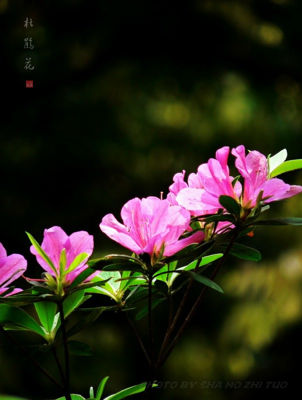 杜鹃花 摄影 沙漠之驼