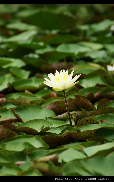 再拍莲花3 摄影 唐泊虎