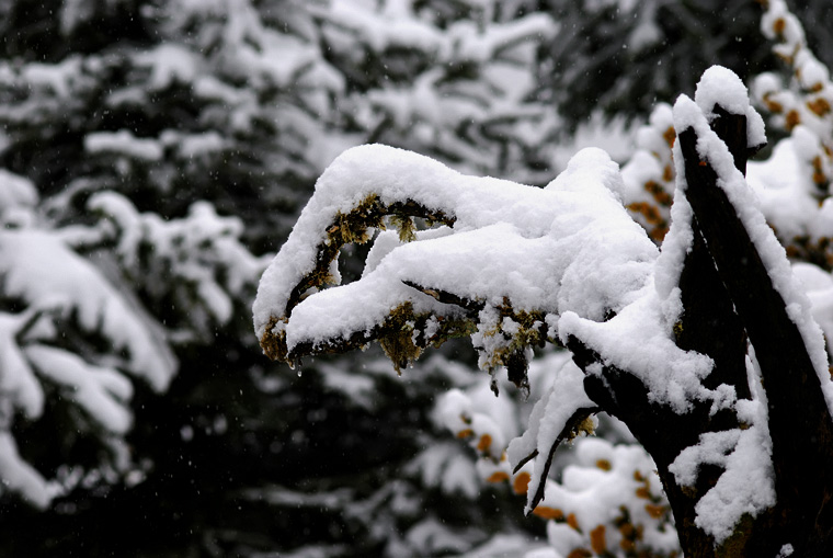 傲雪 摄影 choison