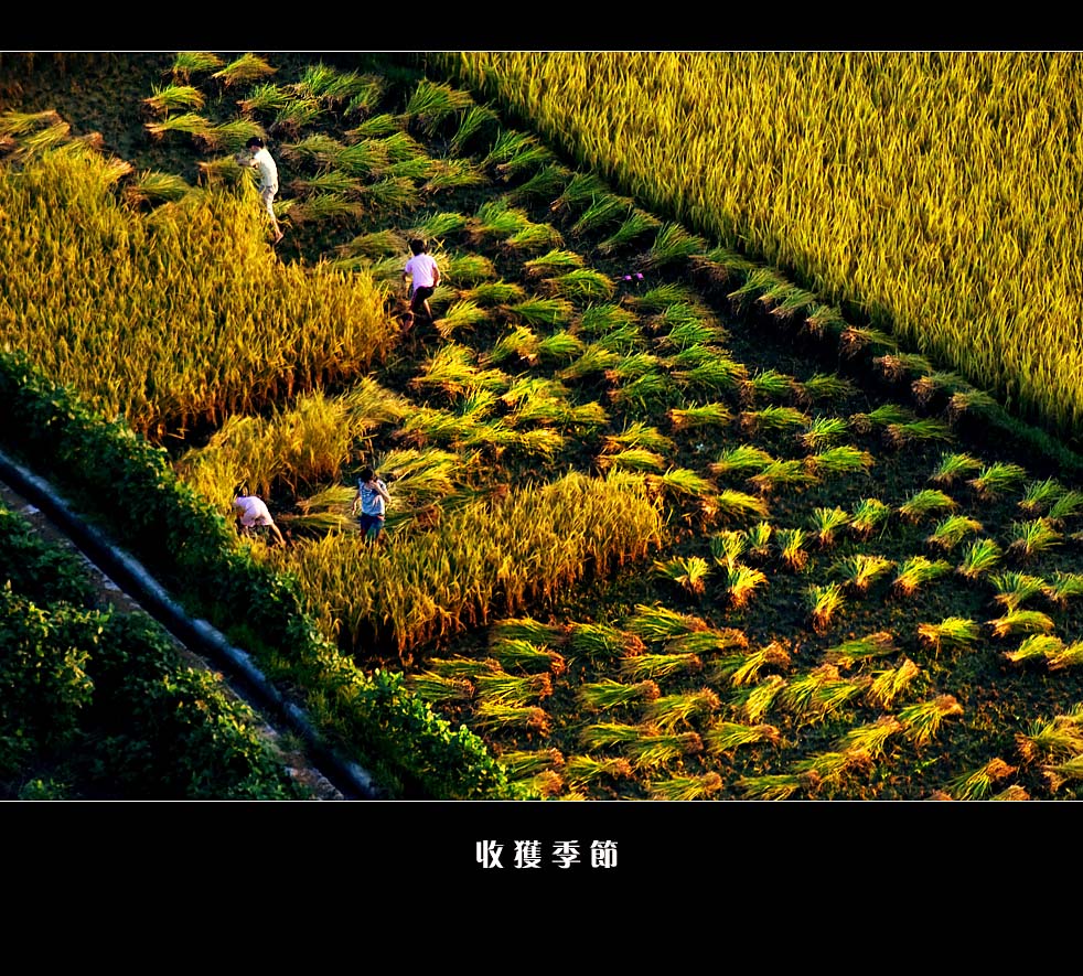 收 获 季 节 摄影 阳朔美景