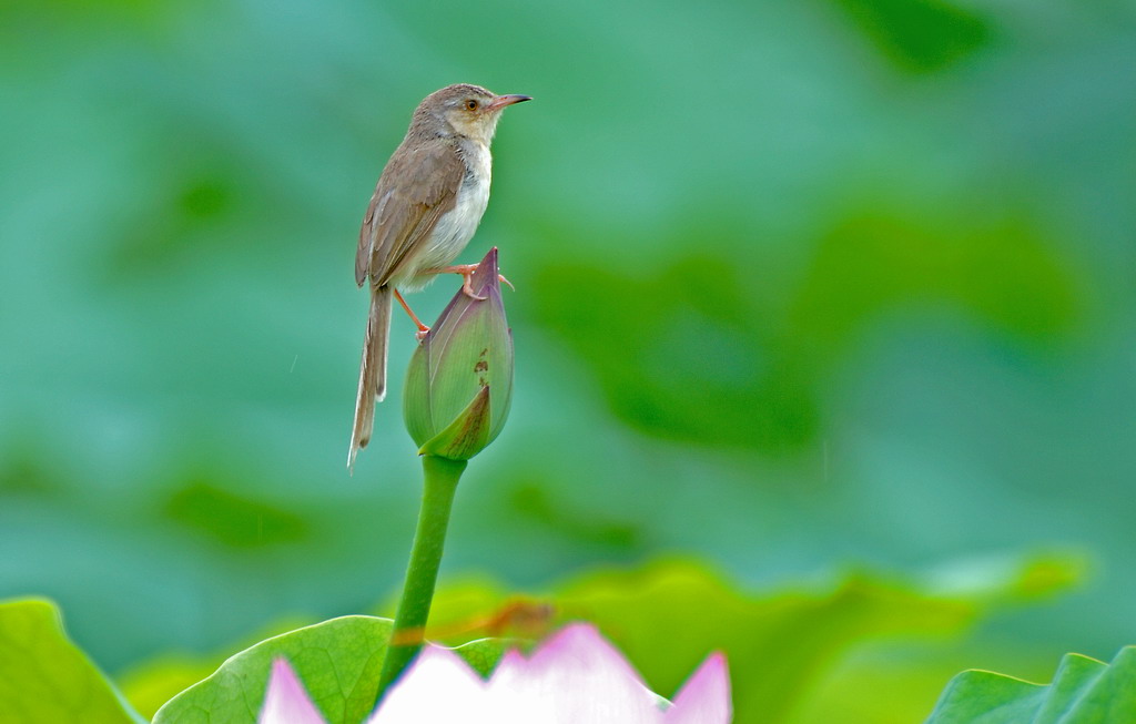 护花使者 摄影 chenheyong