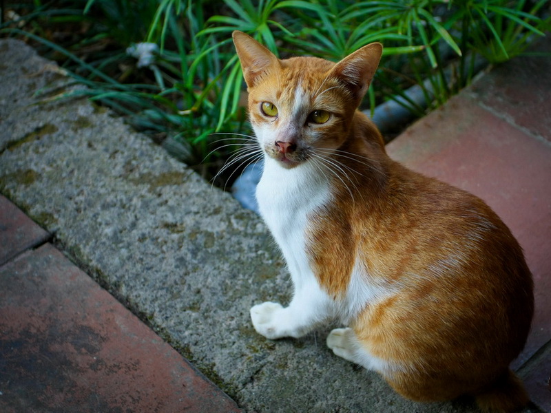 猫 摄影 雨夜独行客