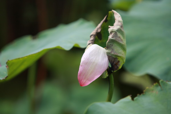 无可奈何花落去 摄影 小丫168