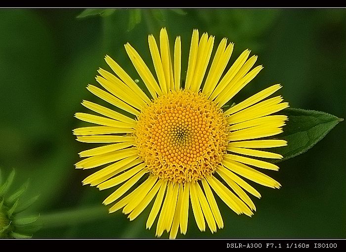 野菊花 摄影 覆水难收