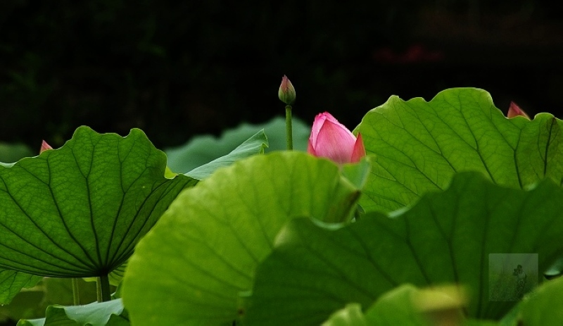 藏 摄影 随风飘浮