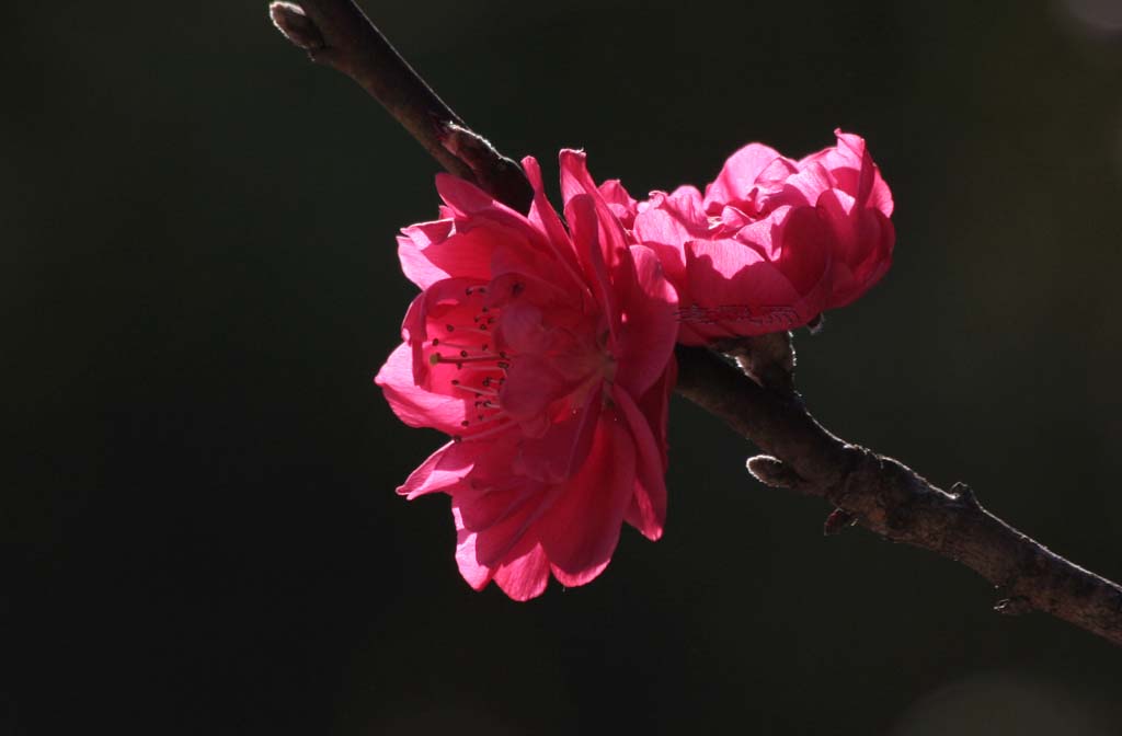 春来桃花笑颜开 摄影 老倪师