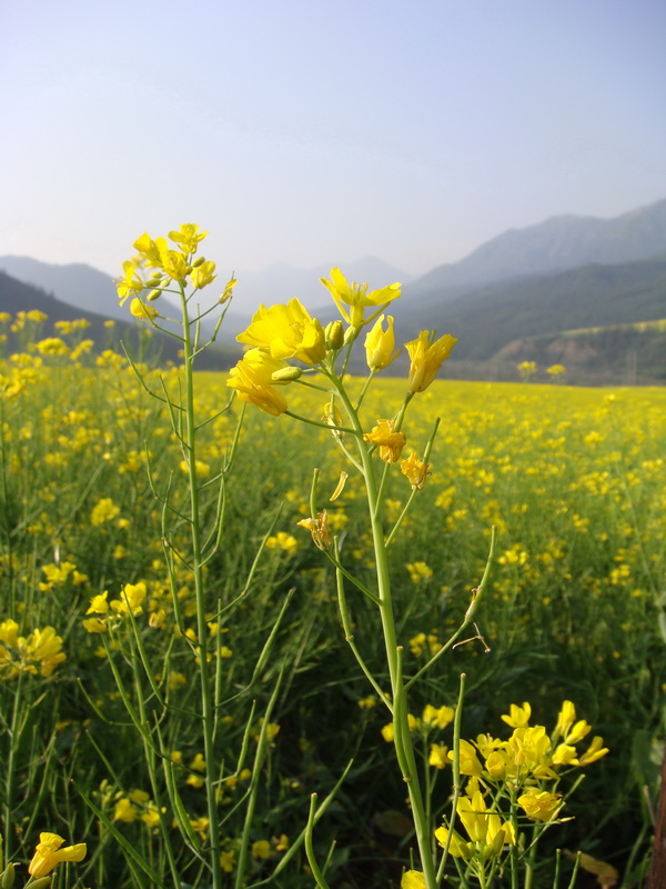 油菜花 摄影 maplelee