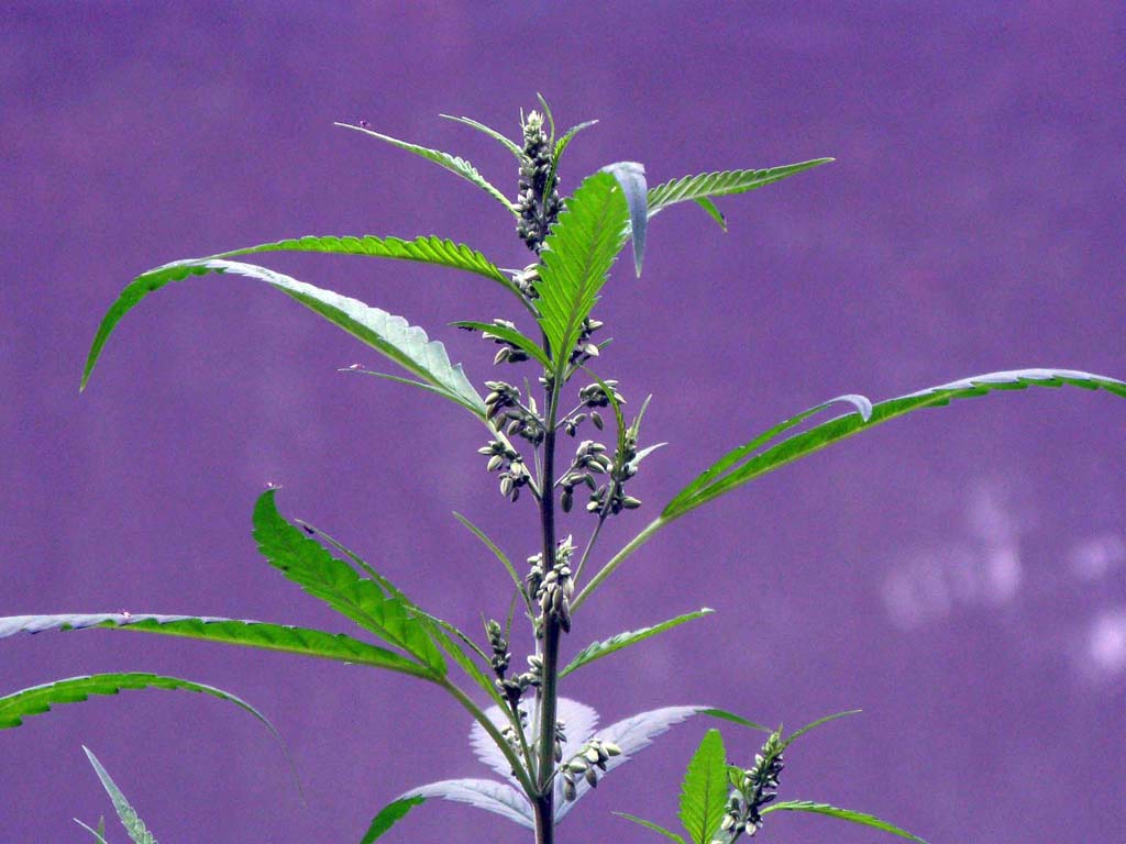 小草 摄影 逍遥山水间
