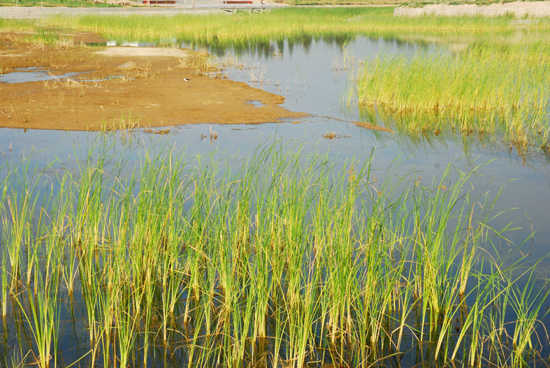 黑河湿地 摄影 weixianghua