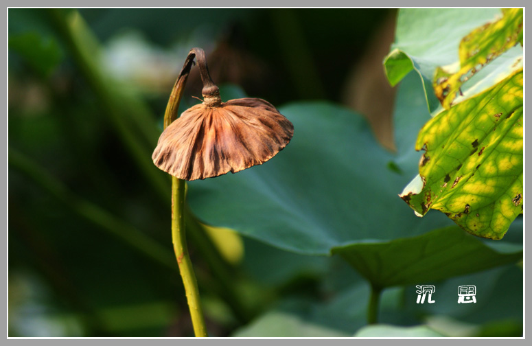 沉思 摄影 甘田