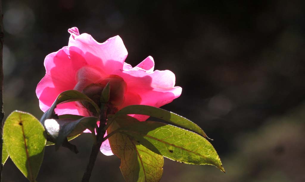 山茶花 摄影 老倪师