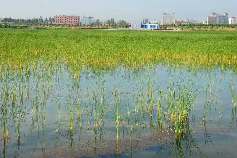 黑河湿地 摄影 weixianghua