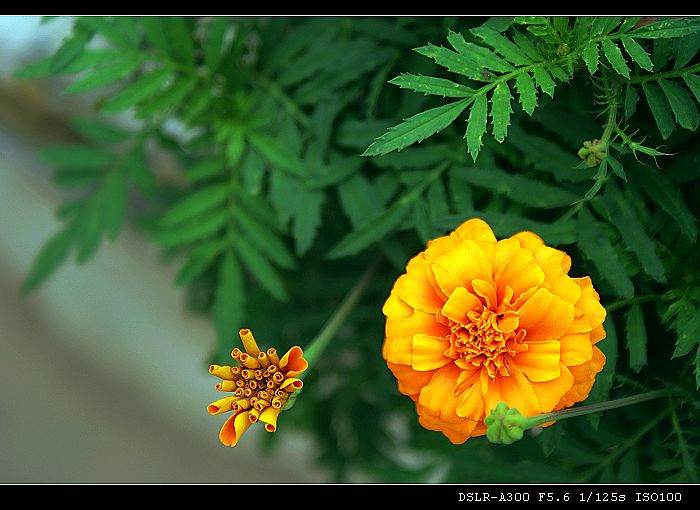 花 摄影 覆水难收