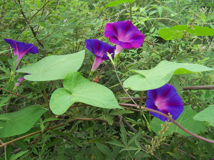 花卉 摄影 东西南北