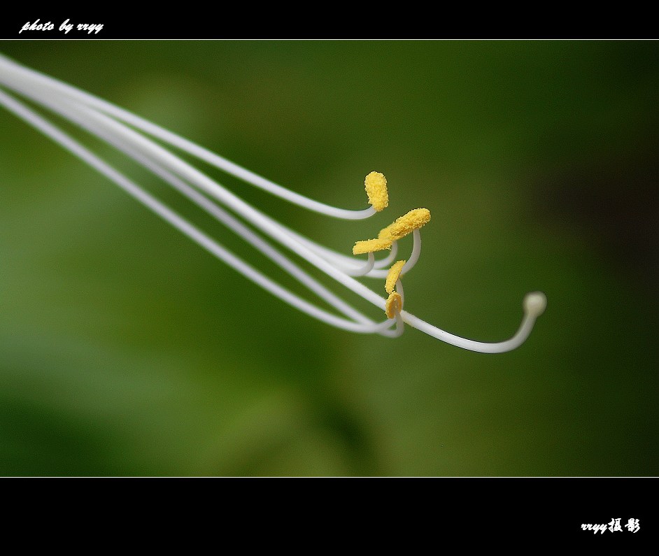 花芯 摄影 rryy