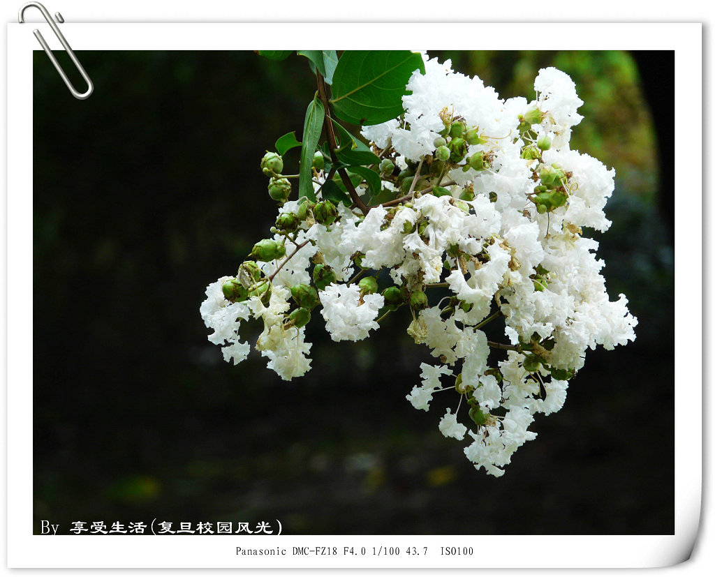 好花一枝 摄影 苍龙无悔