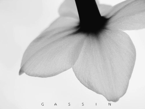 Narcissus 摄影 Gassin木涅