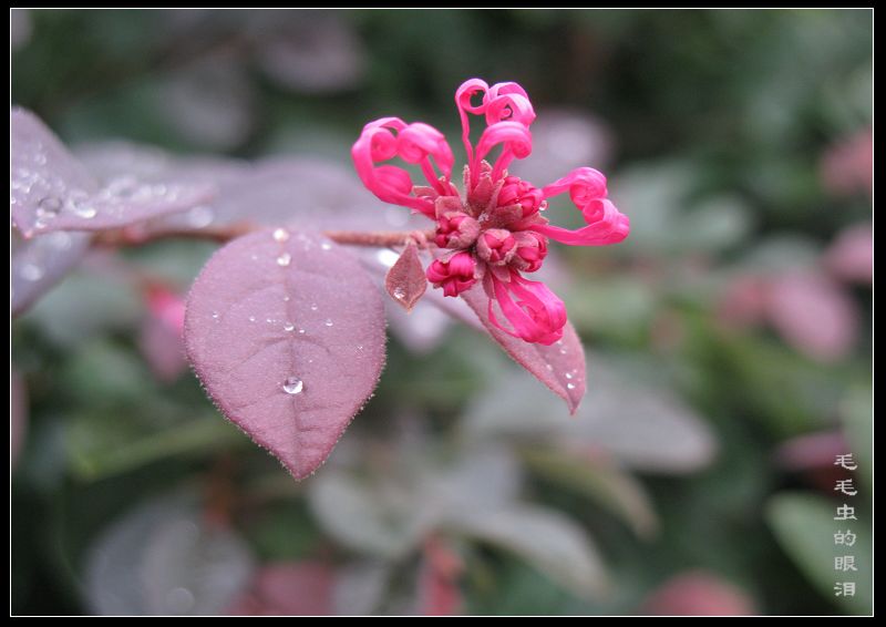 小花 摄影 毛毛虫的眼泪