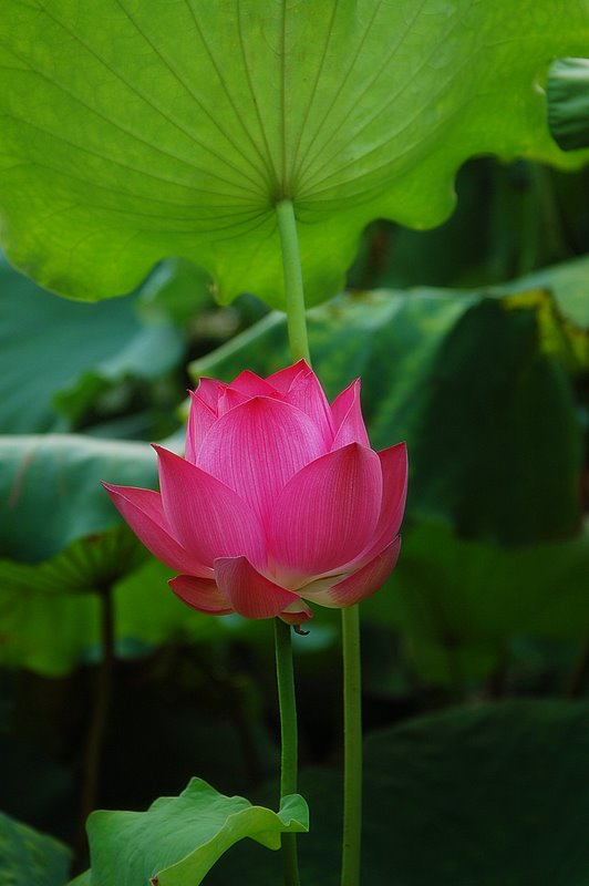 出水芙蓉--8 摄影 静静品茗