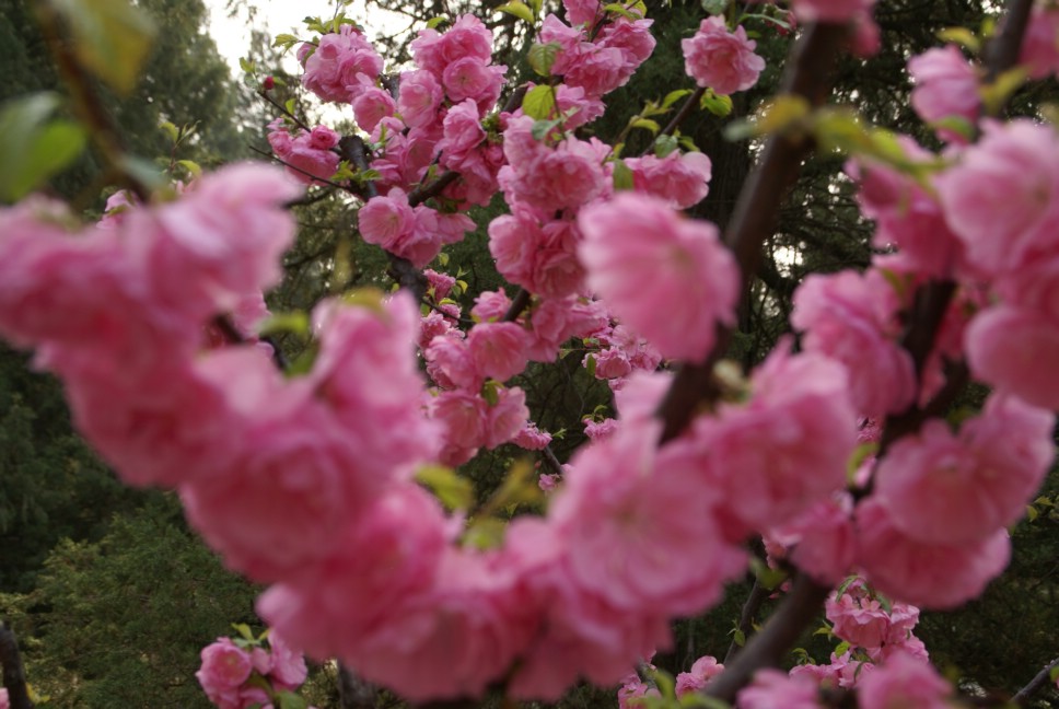 花团锦簇 摄影 zhuoxiao