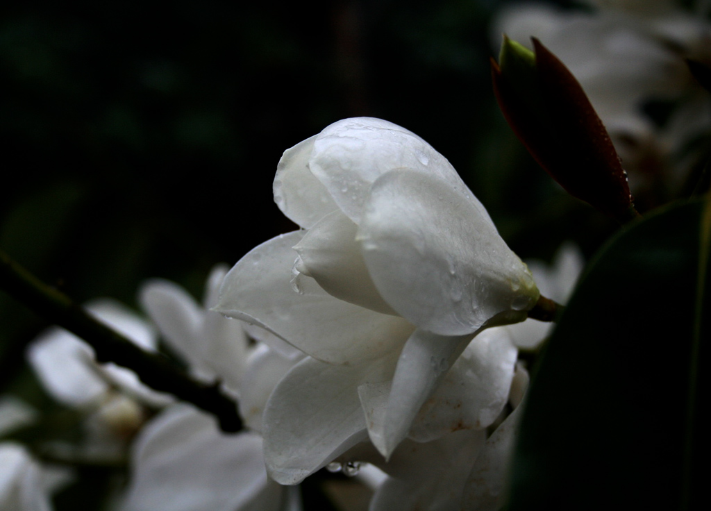 昨夜春雨入梦来 摄影 思灵山人