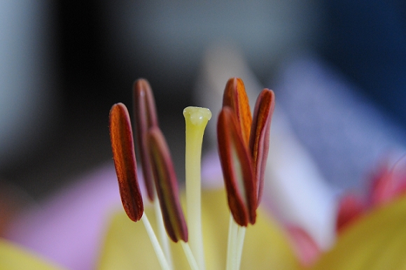 花蕾 摄影 不肯洗澡的鱼