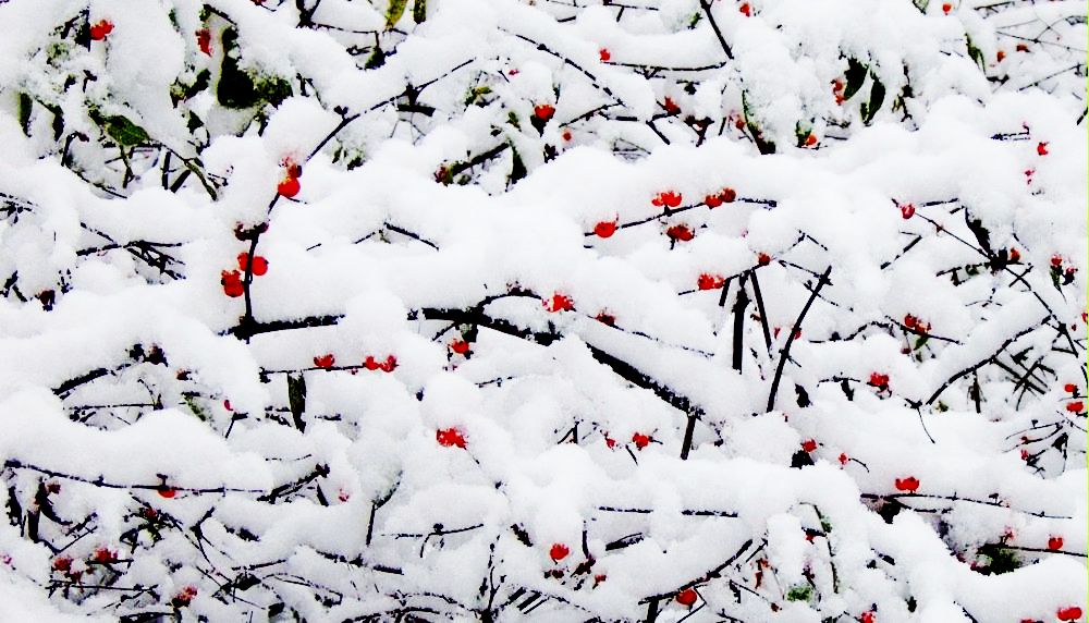 雪里红 摄影 梦客