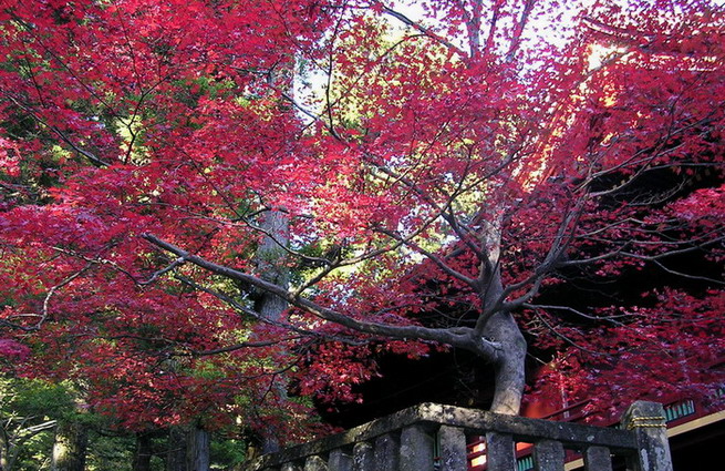 秋色 摄影 mitaka