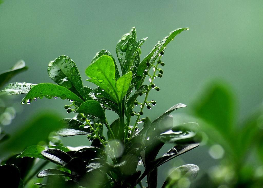 雨后米兰 摄影 冰之炫