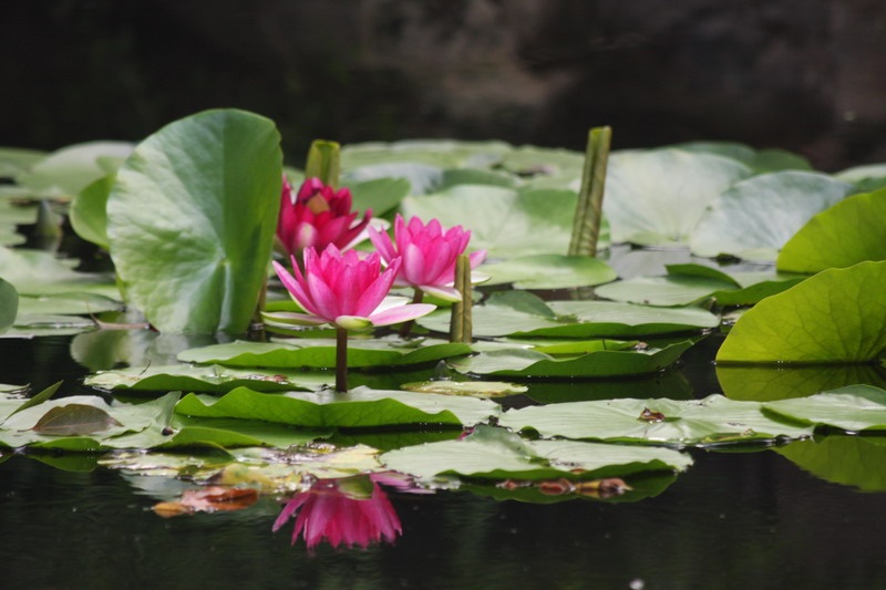 莲韵 摄影 广义