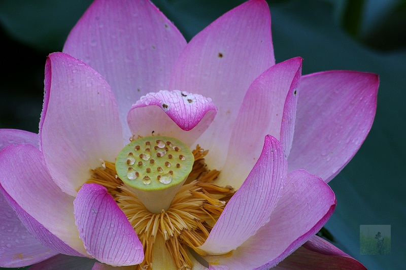 护 摄影 随风飘浮