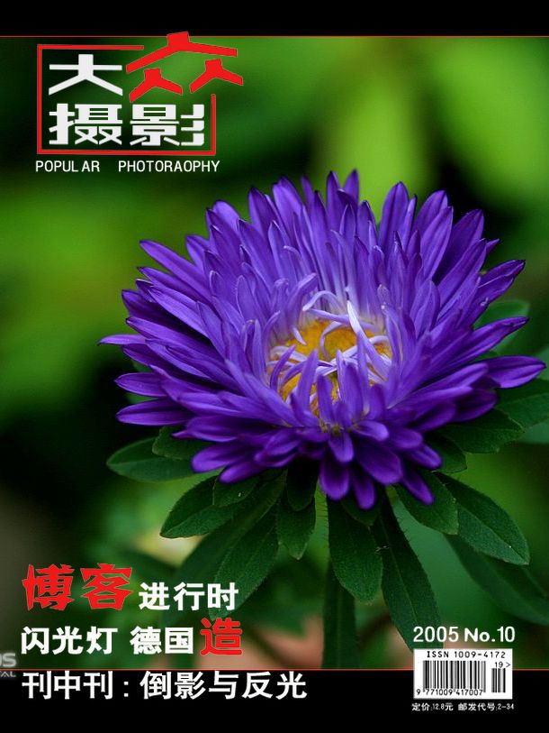 菊花 摄影 yueerwanwan