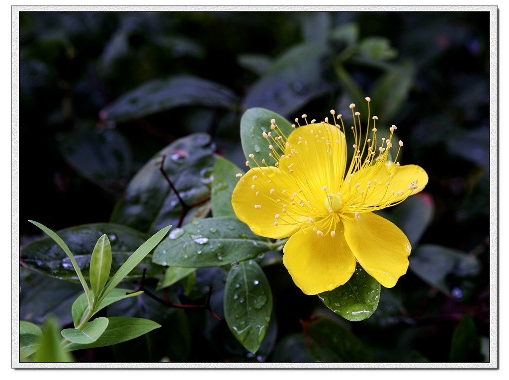 雨后的小花 摄影 海音