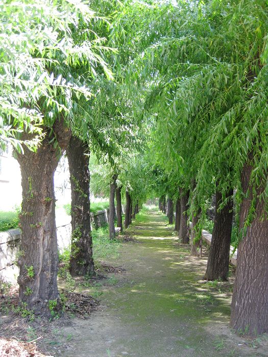 林荫小路 摄影 飞扬的梦