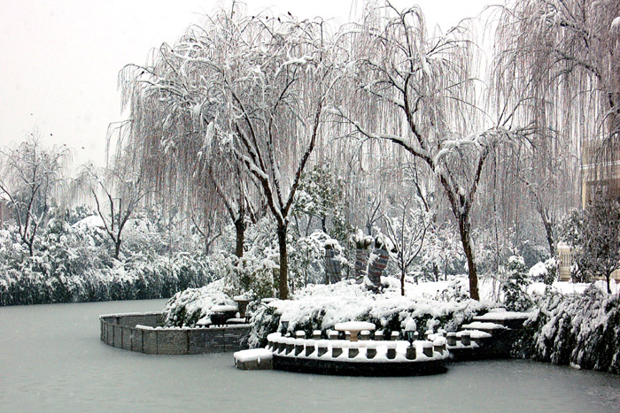 上海的雪 摄影 夏红专