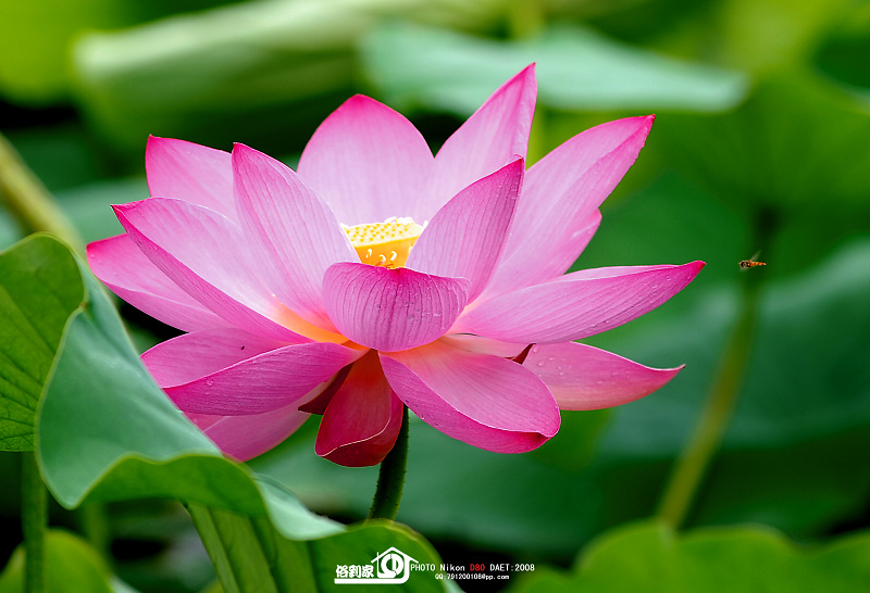 花和蜂之美 摄影 俗家客