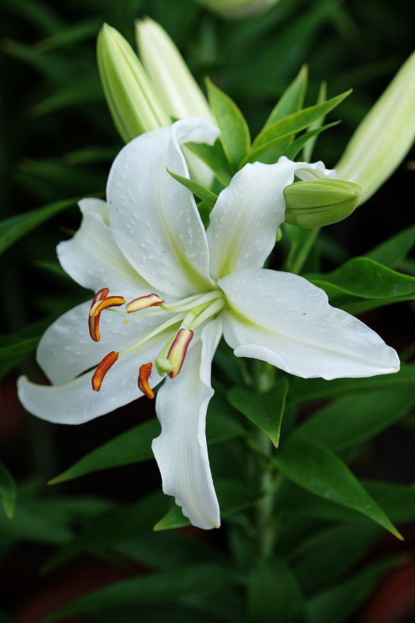 白百合花 摄影 顺然