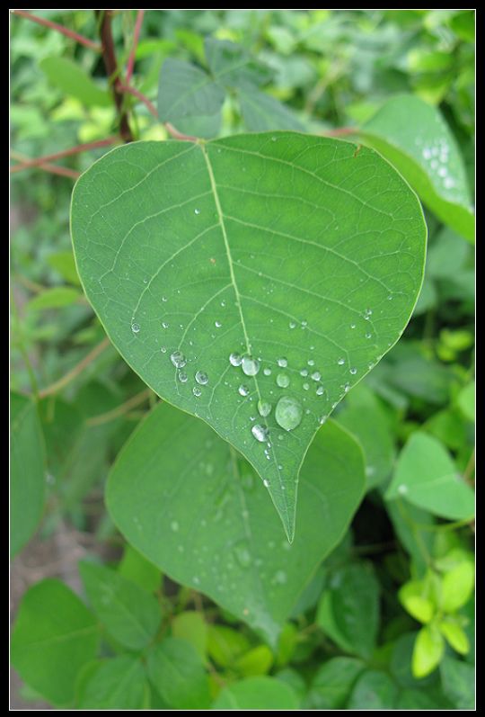 珍珠 摄影 毛毛虫的眼泪