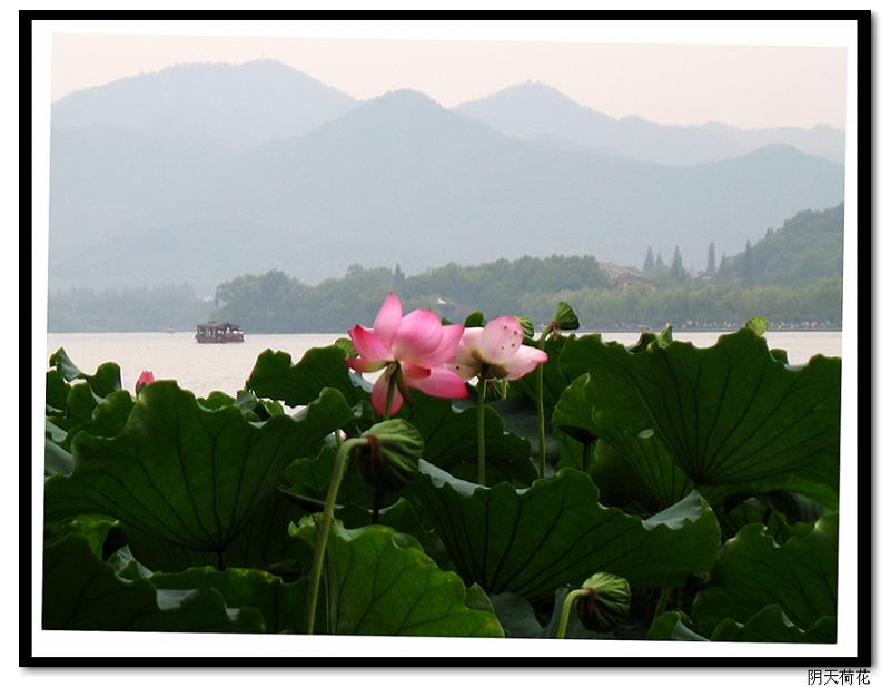 荷花 摄影 小丫子