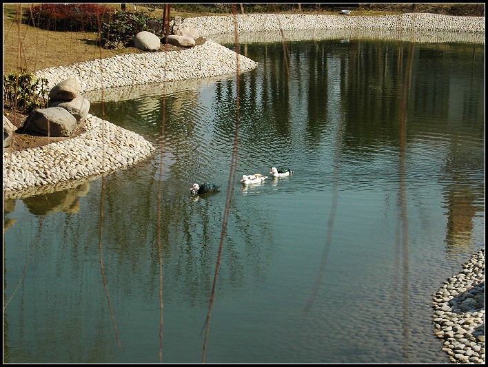 池塘一隅 摄影 静海愚公