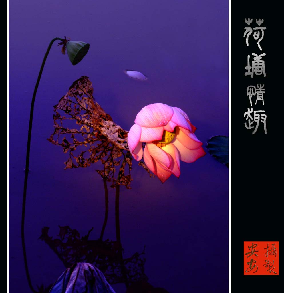 荷塘情趣 摄影 woai白沙