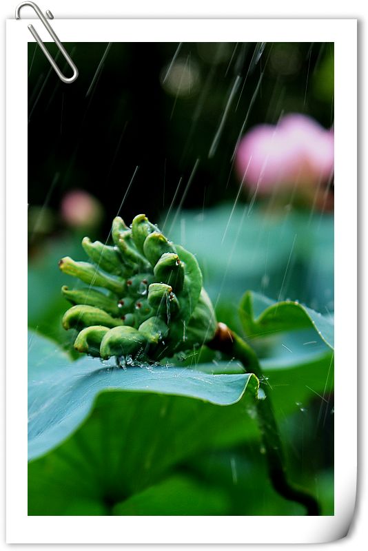 莲雨 摄影 黄梦婕