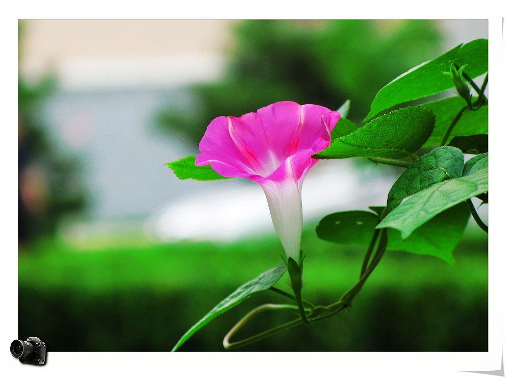 梦醒 摄影 雨后彩虹1127