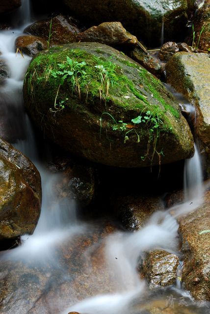 水柔 苔绿 摄影 清风1