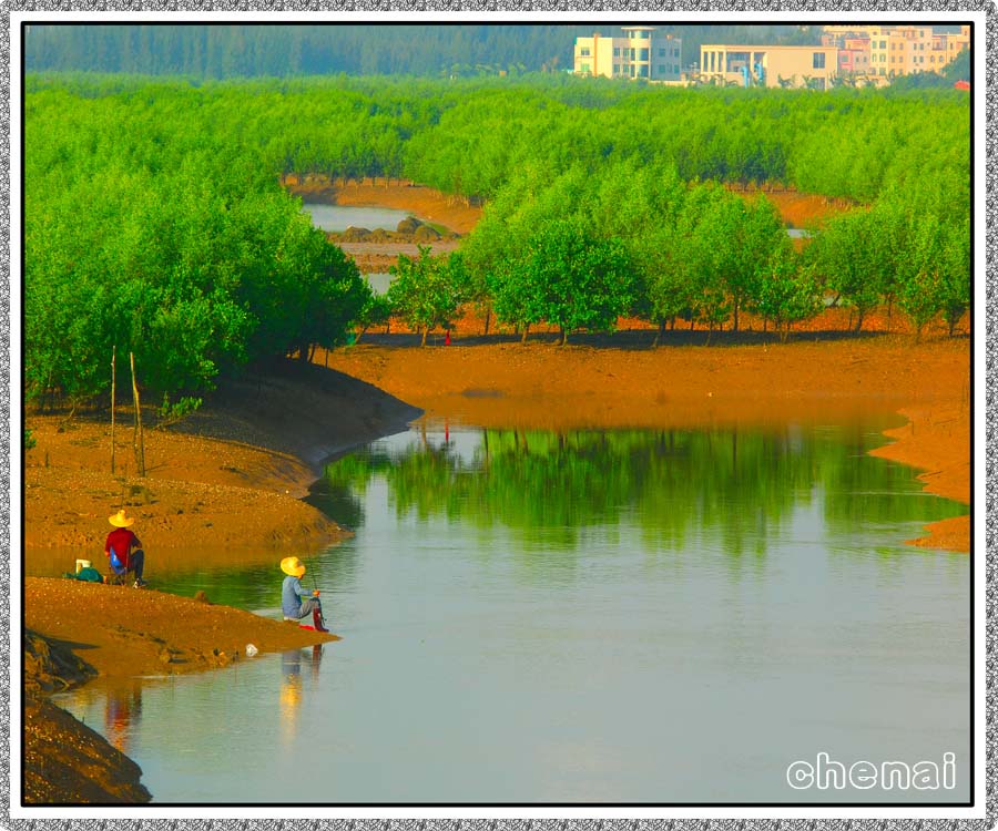 红树湾2 摄影 chenjenai