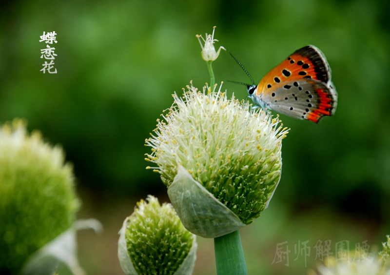 蝶恋花 摄影 厨师解围腰