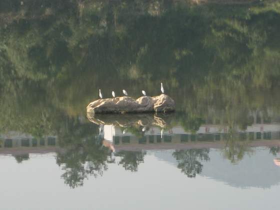 水中鸟岛 摄影 张玉祥