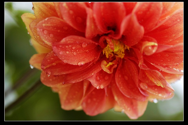 雨后小花 摄影 汪萍